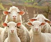Initiation à la tonte de moutons