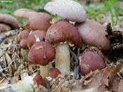 Introduction à culture de champignons